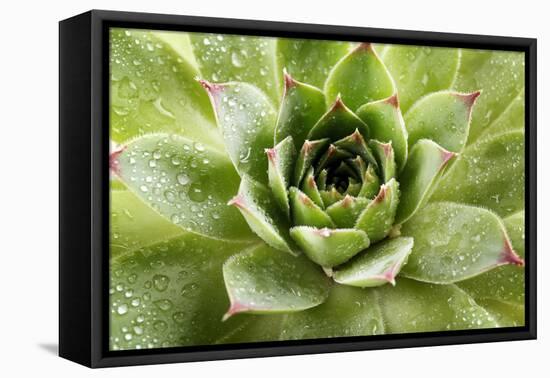 Beautiful Succulent Plant with Water Drops close Up-Yastremska-Framed Stretched Canvas