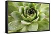 Beautiful Succulent Plant with Water Drops close Up-Yastremska-Framed Stretched Canvas