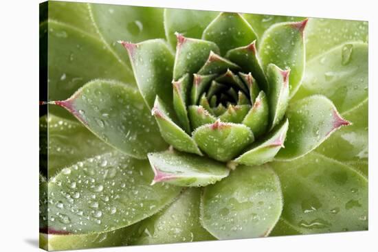 Beautiful Succulent Plant with Water Drops close Up-Yastremska-Stretched Canvas