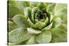 Beautiful Succulent Plant with Water Drops close Up-Yastremska-Stretched Canvas