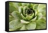 Beautiful Succulent Plant with Water Drops close Up-Yastremska-Framed Stretched Canvas