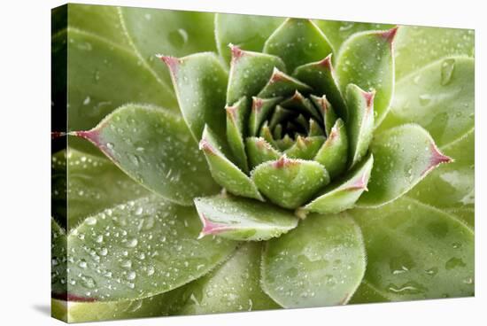 Beautiful Succulent Plant with Water Drops close Up-Yastremska-Stretched Canvas