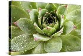 Beautiful Succulent Plant with Water Drops close Up-Yastremska-Stretched Canvas