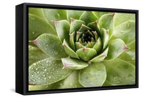 Beautiful Succulent Plant with Water Drops close Up-Yastremska-Framed Stretched Canvas