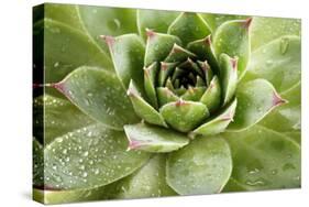 Beautiful Succulent Plant with Water Drops close Up-Yastremska-Stretched Canvas