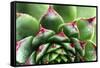 Beautiful Succulent Plant with Water Drops close Up-Yastremska-Framed Stretched Canvas