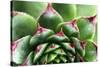 Beautiful Succulent Plant with Water Drops close Up-Yastremska-Stretched Canvas