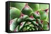 Beautiful Succulent Plant with Water Drops close Up-Yastremska-Framed Stretched Canvas