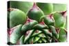 Beautiful Succulent Plant with Water Drops close Up-Yastremska-Stretched Canvas