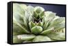 Beautiful Succulent Plant with Water Drops close Up-Yastremska-Framed Stretched Canvas