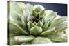 Beautiful Succulent Plant with Water Drops close Up-Yastremska-Stretched Canvas