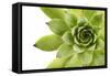 Beautiful Succulent Plant with Water Drops close Up-Yastremska-Framed Stretched Canvas