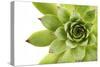 Beautiful Succulent Plant with Water Drops close Up-Yastremska-Stretched Canvas