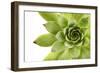Beautiful Succulent Plant with Water Drops close Up-Yastremska-Framed Premium Photographic Print