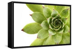 Beautiful Succulent Plant with Water Drops close Up-Yastremska-Framed Stretched Canvas