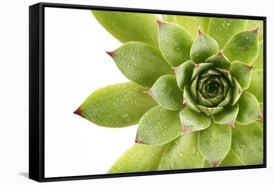 Beautiful Succulent Plant with Water Drops close Up-Yastremska-Framed Stretched Canvas