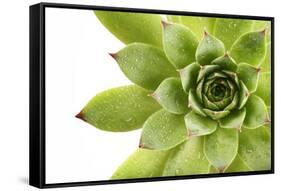 Beautiful Succulent Plant with Water Drops close Up-Yastremska-Framed Stretched Canvas