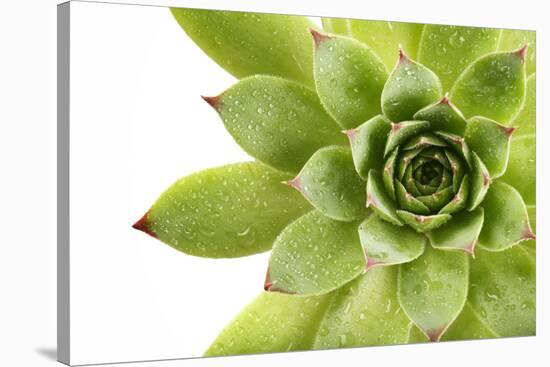 Beautiful Succulent Plant with Water Drops close Up-Yastremska-Stretched Canvas