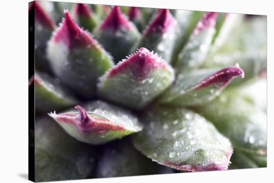 Beautiful Succulent Plant with Water Drops close Up-Yastremska-Stretched Canvas