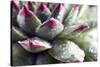 Beautiful Succulent Plant with Water Drops close Up-Yastremska-Stretched Canvas