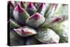 Beautiful Succulent Plant with Water Drops close Up-Yastremska-Stretched Canvas