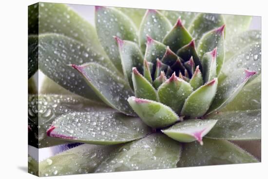 Beautiful Succulent Plant with Water Drops close Up-Yastremska-Stretched Canvas
