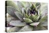 Beautiful Succulent Plant with Water Drops close Up-Yastremska-Stretched Canvas