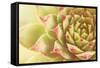 Beautiful Succulent Plant with Water Drops close Up-Yastremska-Framed Stretched Canvas