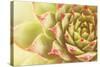 Beautiful Succulent Plant with Water Drops close Up-Yastremska-Stretched Canvas