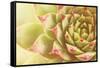 Beautiful Succulent Plant with Water Drops close Up-Yastremska-Framed Stretched Canvas