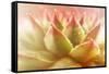 Beautiful Succulent Plant with Water Drops close Up-Yastremska-Framed Stretched Canvas