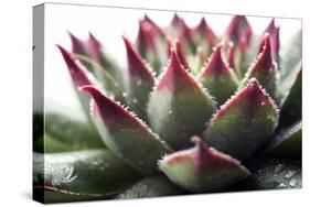 Beautiful Succulent Plant with Water Drops close Up-Yastremska-Stretched Canvas