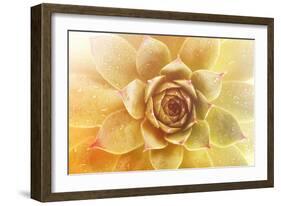 Beautiful Succulent Plant with Water Drops close Up-Yastremska-Framed Photographic Print