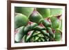 Beautiful Succulent Plant with Water Drops close Up-Yastremska-Framed Photographic Print