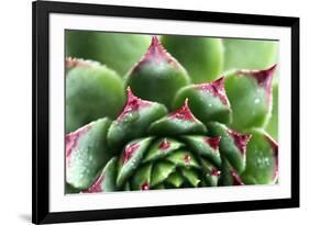 Beautiful Succulent Plant with Water Drops close Up-Yastremska-Framed Photographic Print