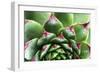 Beautiful Succulent Plant with Water Drops close Up-Yastremska-Framed Photographic Print