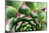 Beautiful Succulent Plant with Water Drops close Up-Yastremska-Mounted Photographic Print