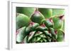 Beautiful Succulent Plant with Water Drops close Up-Yastremska-Framed Photographic Print