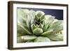 Beautiful Succulent Plant with Water Drops close Up-Yastremska-Framed Photographic Print