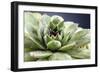 Beautiful Succulent Plant with Water Drops close Up-Yastremska-Framed Photographic Print