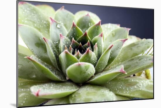 Beautiful Succulent Plant with Water Drops close Up-Yastremska-Mounted Photographic Print