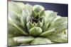 Beautiful Succulent Plant with Water Drops close Up-Yastremska-Mounted Photographic Print