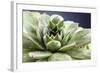 Beautiful Succulent Plant with Water Drops close Up-Yastremska-Framed Photographic Print