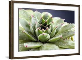 Beautiful Succulent Plant with Water Drops close Up-Yastremska-Framed Photographic Print