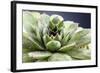 Beautiful Succulent Plant with Water Drops close Up-Yastremska-Framed Photographic Print