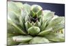 Beautiful Succulent Plant with Water Drops close Up-Yastremska-Mounted Photographic Print