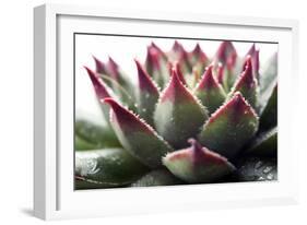 Beautiful Succulent Plant with Water Drops close Up-Yastremska-Framed Photographic Print