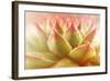 Beautiful Succulent Plant with Water Drops close Up-Yastremska-Framed Photographic Print