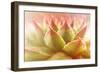 Beautiful Succulent Plant with Water Drops close Up-Yastremska-Framed Photographic Print