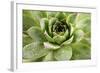 Beautiful Succulent Plant with Water Drops close Up-Yastremska-Framed Photographic Print